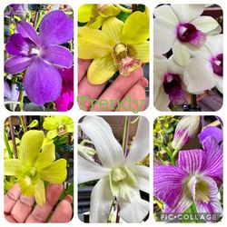 Dendrobium Hawaiian Orchids Hawaii Orquídeas 