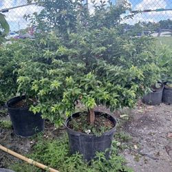 Bougainvellia trees on sale $110