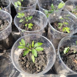 Cherry Tomatoes Plant