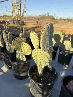 Opuntia Rufida