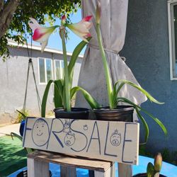 Plantas En Venta 