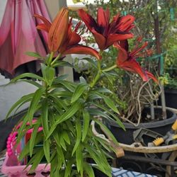 Red Lily Plant