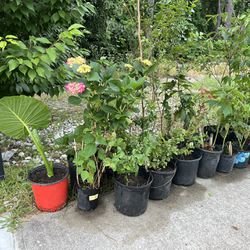 Plants Sale