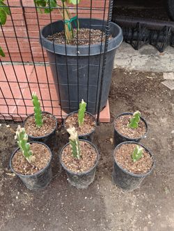 Dragonfruit Plants