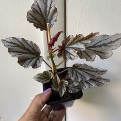 Begonia Kismet “4 Inch Pot”