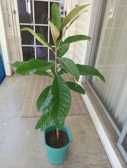 Potted Tropical Tree LOQUAT