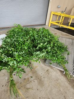 Tx Smilax...natural Decor...