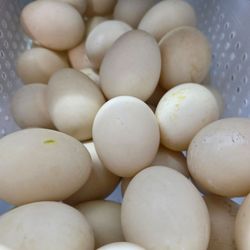 Duck eggs