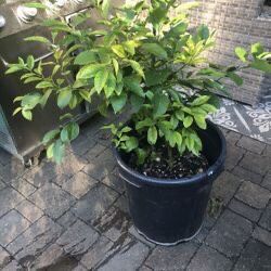 Lemon Tree