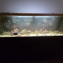 125 Gallon Fishtank 