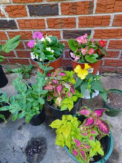 Annual  collection.