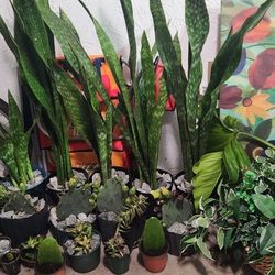 Beautiful Rare Plants. Indoors Plants.  Outdoor Plants.  Cactus.  Succulents.  $199 For All