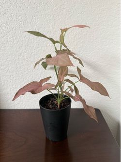 Syngonium pink perfection plant 5” pot