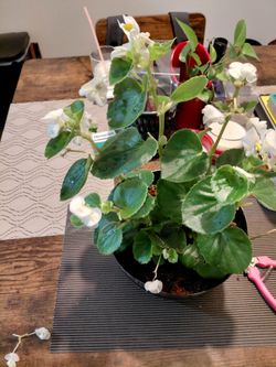 Begonias in a Barrel ( faux plastic barrel pot]