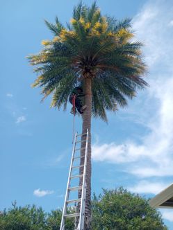 Tree trim