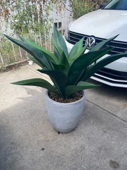 Artificial agave.