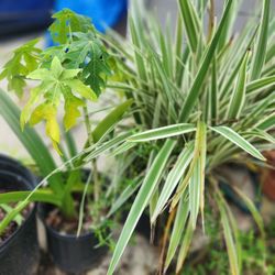 Multiple Plants Lillies Bromeliad Combos Other 