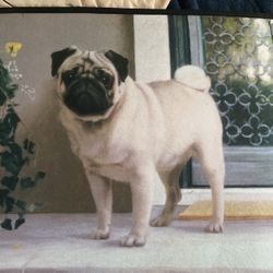 Pug Doormat 