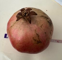 Large Pomegranates