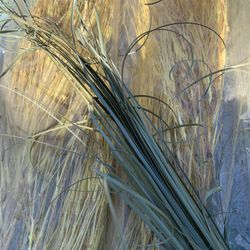 Tall, wheat, and tall green plants