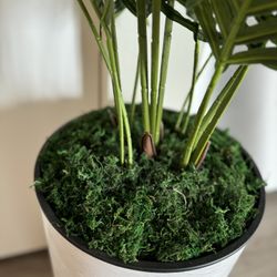 Fake Plant 