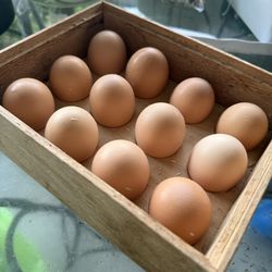 Fertile Sexlink Hatching Eggs