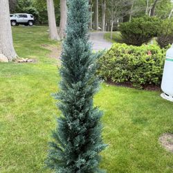 6’ Artificial Arborvitae Trees – $40 Each – Great for Outdoor Privacy or Decor - 12 available