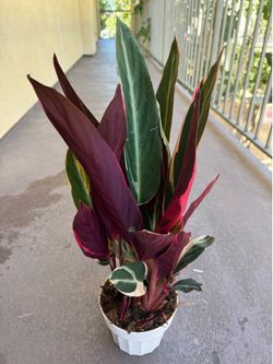 Good luck plant