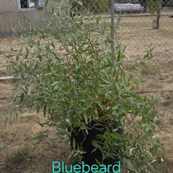 Bluebeard “Blue Mist”