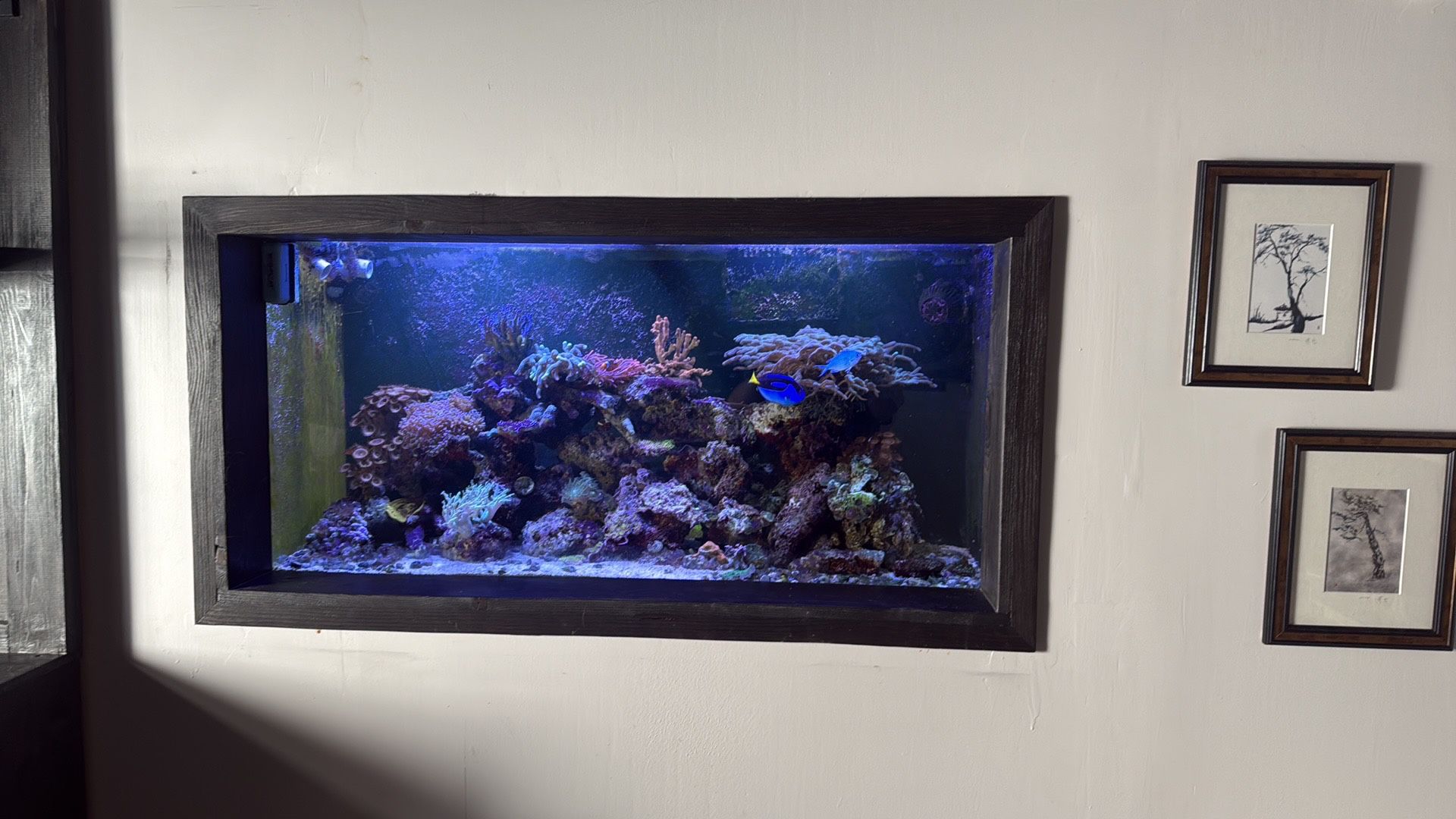 90 Gallon Salt Water Tank Set Up