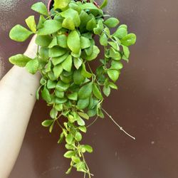 4” hoya heusckeliana pink