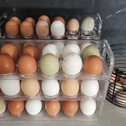 Farm Eggs 