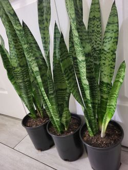 🌿Healthy Live Air Purifying Houseplant Mother In Law Tongue Or Snake Plant 29"-32"Tall In Pot 7" ~ Easy To Grow ~ $20/Ea