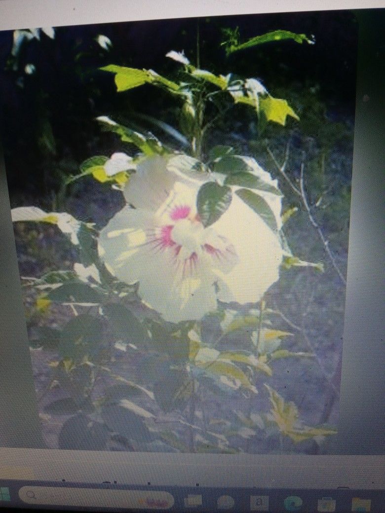 Flowering Perennial Shade Tree Shrub