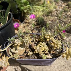 Succulent combination