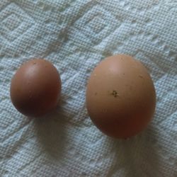 Fresh Chicken Eggs And Duck Eggs 