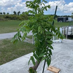 Hog Plum Tree