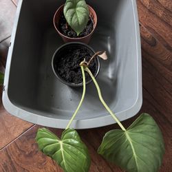 Silver Dragon Scale and Philodendron Columbia