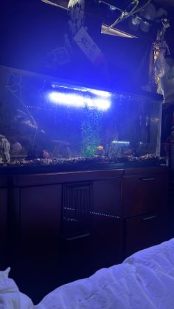 50 gallon tank