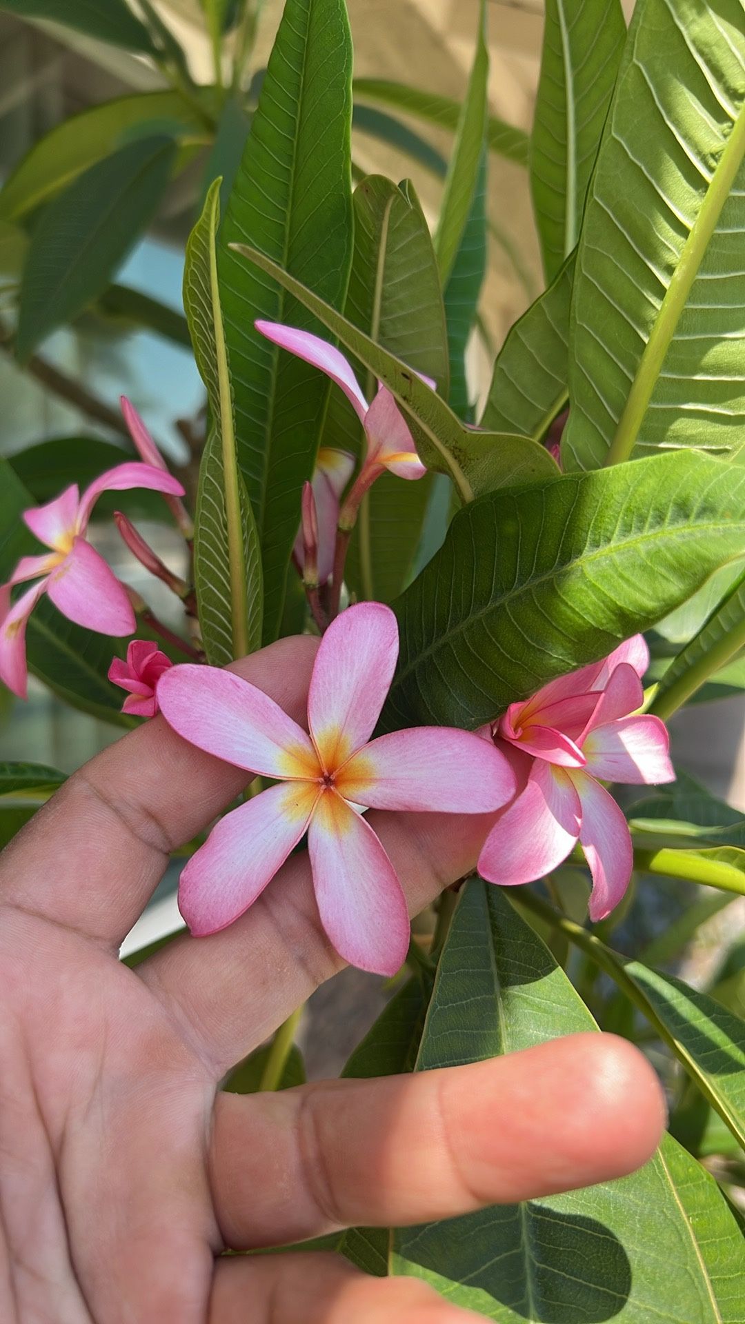 Pink Plumeria Tree