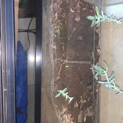 Visio Terrarium (Graptopetalum)