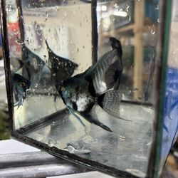 Fish Tank Decoration 
