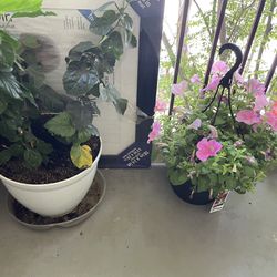 Plants Moving Need To Sale 