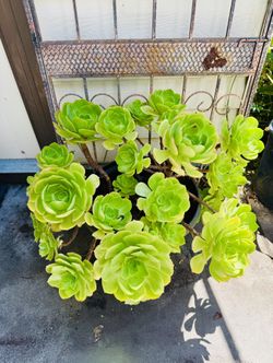 Big Beautiful Aeonium Succulent Plants - In A Big Pot