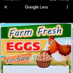 Fresh Eggs For Sale