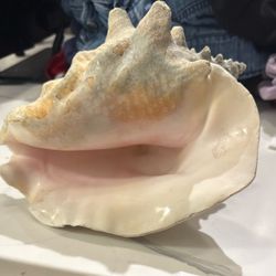 (Another) Large Natural Queen Conch Shell – Pink Interior – Real Caribbean Seashell (aliger Gigas)