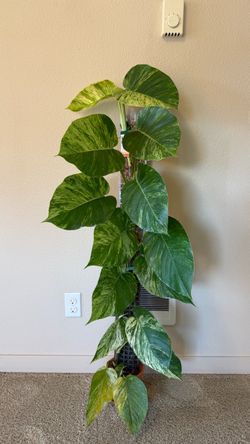 Marble queen pothos plant on moss pole