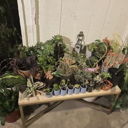 🌱🪻🪴Huge Plants Sale Selling My Entire Garden! 🪴