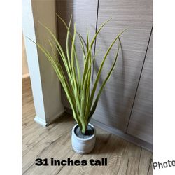 Decorative plant