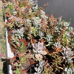 Cactus and Succulent’s 